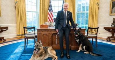 Джилл Байден - Джо Байден - Джен Псаки - Собак президента США Джо Байдена вернут в Белый дом после инцидента с охранником - focus.ua - штат Делавэр
