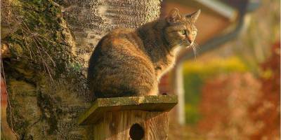 Котов признали частью экосистемы Херсона - nv.ua - Херсон