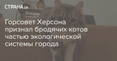 Горсовет Херсона признал бродячих котов частью экологической системы города - strana.ua - Херсон
