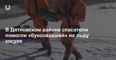 В Дятловском районе спасатели помогли «буксовавшей» на льду косуле - news.tut.by - район Дятловский
