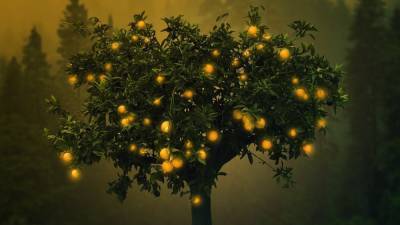 Агро - Энергия из апельсинов: в Испании испытывают удивительную инновацию - 24tv.ua - Испания