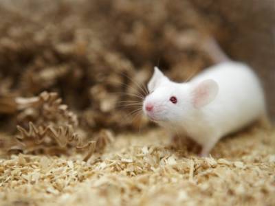 Временное отключение одного гена избавило мышей от сильной боли - polit.ru