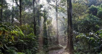 Только треть тропических лесов в мире осталась нетронутой, — отчет экологов - dsnews.ua - Норвегия - Бельгия - Бразилия