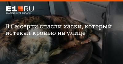 В Сысерти спасли хаски, который истекал кровью на улице - e1.ru - Екатеринбург