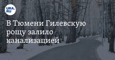 В Тюмени Гилевскую рощу залило канализацией. Парк нужно восстанавливать - ura.news - Тюмень