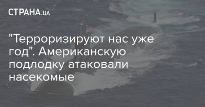 "Терроризируют нас уже год". Американскую подлодку атаковали насекомые - strana.ua