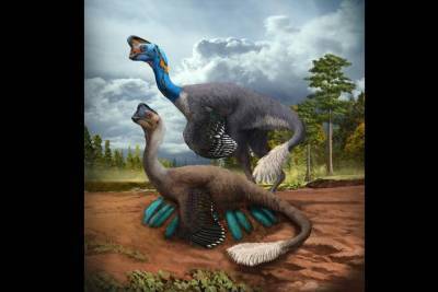 Найден скелет динозавра, который до последнего высиживал яйца и погиб - news.bigmir.net