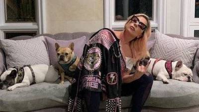 Полиция запретила Леди Гаге выплачивать вознаграждение женщине, которая вернула певице собак - skuke.net