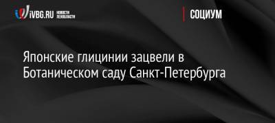 Японские глицинии зацвели в Ботаническом саду Санкт-Петербурга - ivbg.ru - Россия - Ленинградская обл. - Санкт-Петербург - Япония