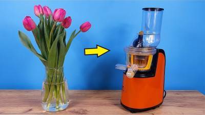 Выжимаем сок из съедобного тюльпана: Эксперименты - news.bigmir.net