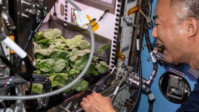 НАСА делится успехами своих проектов по выращиванию салата на МКС - fainaidea.com