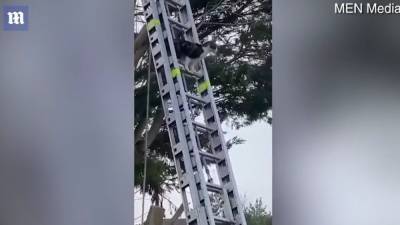 Пожарные приехали, чтобы снять кошку с дерева, а она убежала: курьезная история - 24tv.ua - Англия - Лондон - Великобритания