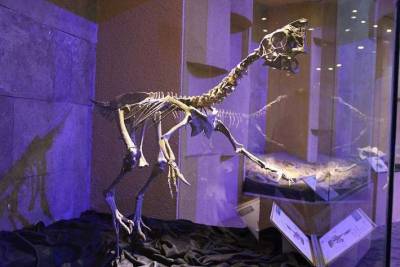 В Китае обнаружены окаменелые останки динозавра, сидящего на кладке яиц - lenta.ua - Китай