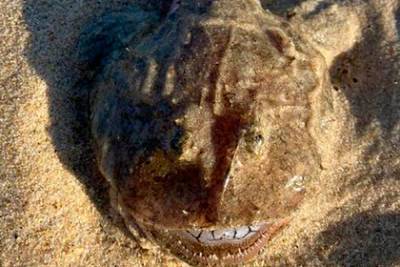 На пляже нашли загадочное существо с идеально белыми зубами - lenta.ru - Australia - штат Квинсленд