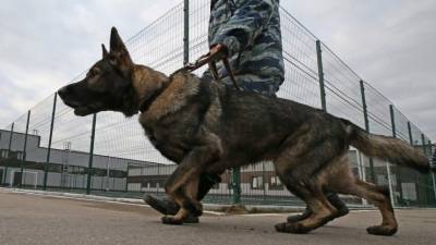 Сергей Хайдаров - Петербургские кинологи тренируют собак находить расчлененные тела - 5-tv.ru - Санкт-Петербург