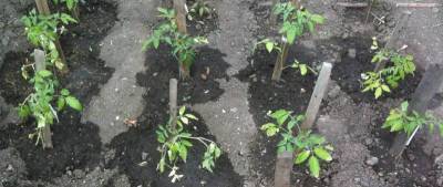 Подкормка и раскисление почвы для томата - skuke.net