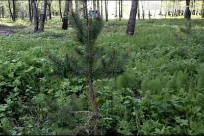 В Тверской области уничтожили памятный сад - tver.mk.ru - Тверская обл. - район Конаковский