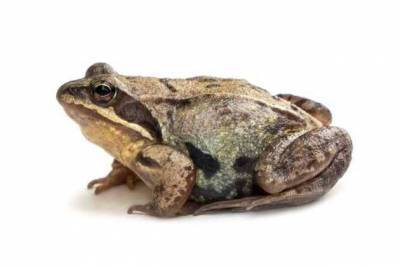 Лягушки и жабы – универсальные помощники в саду - skuke.net