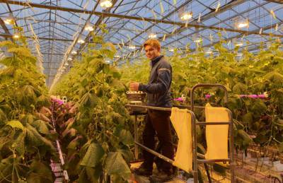 Украинские тепличники инвестируют в гибридное освещение - agroportal.ua