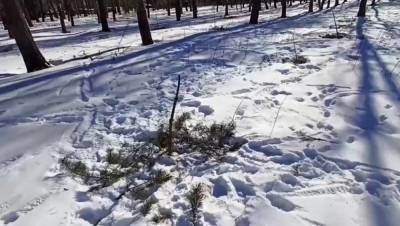 В парке в Тверской области вандалы уничтожили сосны, посаженные в память о погибших героях войны - afanasy.biz - Тверская обл. - район Конаковский