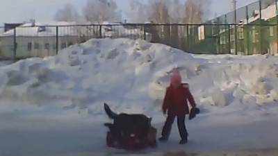 В Новосибирске до сих пор не поймали агрессивную собаку, напавшую на ребенка - vesti.ru - Новосибирск