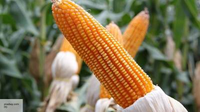 Россия может оставить американских фермеров без кукурузы – The Trumpet - politros.com - США