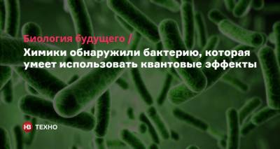 Биология будущего. Химики обнаружили бактерию, которая умеет использовать квантовые эффекты - nv.ua