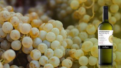 Визитная карточка: SHABO Chardonnay Reserve - 24tv.ua