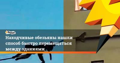 Находчивые обезьяны нашли способ быстро перемещаться между зданиями - ridus.ru