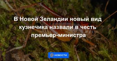 В Новой Зеландии новый вид кузнечика назвали в честь премьер-министра - news.mail.ru - Новая Зеландия