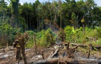 На планете стремительно уменьшается площадь тропических лесов - inform-ua.info - Норвегия - Бразилия
