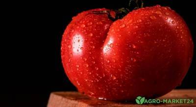 Крупноплодные томаты - skuke.net