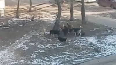 Огромная стая дворняг загрызла собаку на глазах у воронежцев - vestivrn.ru - Воронеж