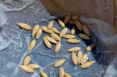 В чём замачивать семена перед посадкой на рассаду? 4 рецепта натуральных биостимуляторов - skuke.net