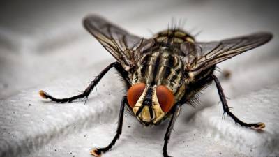 Зарубежные ученые обнаружили древнюю муху с пыльцой в брюхе - newinform.com - Вена