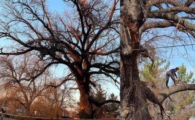 В Ташкенте не будут рубить 300-летний дуб. Его взял под защиту хоким Яшнабадского района - podrobno.uz - Узбекистан - Ташкент - район Яшнабадский