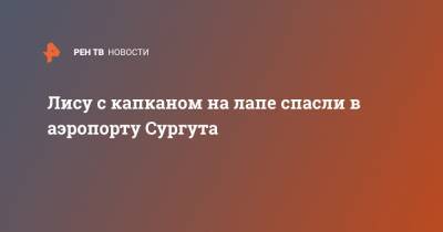 Лису с капканом на лапе спасли в аэропорту Сургута - ren.tv - Сургут - Югра