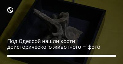 Под Одессой нашли кости доисторического животного – фото - liga.net - Одесса - Черноморск