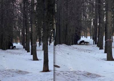 В Раменках снова замечена стая агрессивных собак - mskgazeta.ru
