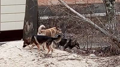 Бездомные дворняги загрызли собаку на глазах у жителей Воронежа - polit.info - Воронеж