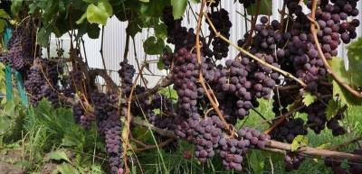 Календарный план основных работ на винограднике - skuke.net - Виноград