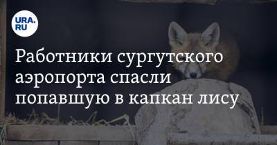 Работники сургутского аэропорта спасли попавшую в капкан лису. Видео - ura.news - Сургут