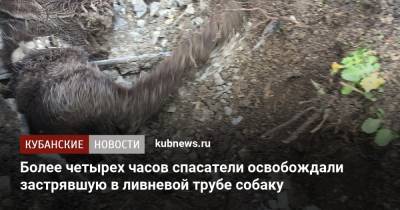 Алексей Одеров - Более четырех часов спасатели освобождали застрявшую в ливневой трубе собаку - kubnews.ru - Краснодарский край - Новороссийск