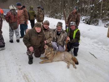 Волчица, убивавшая собак в Никольске, уничтожена егерями - vologda-poisk.ru - Никольск - район Никольский