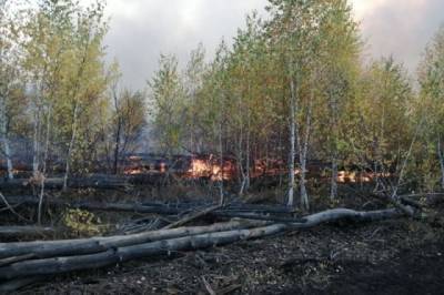 В Хабаровском крае зарегистрирован первый лесной пожар - hab.aif.ru - Хабаровский край - район Хабаровский