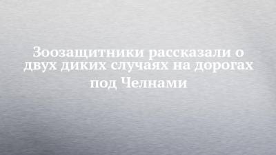Зоозащитники рассказали о двух диких случаях на дорогах под Челнами - chelny-izvest.ru - респ. Татарстан - Набережные Челны - Казань