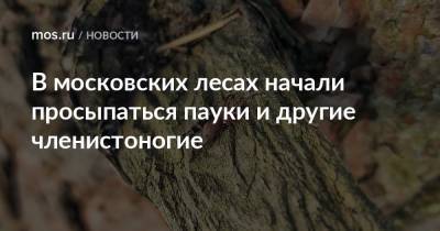В московских лесах начали просыпаться пауки и другие членистоногие - mos.ru - Москва