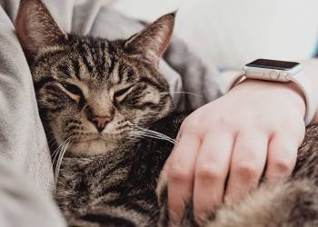 Котики — не вариант: как дать отдых мозгу - vologda-poisk.ru