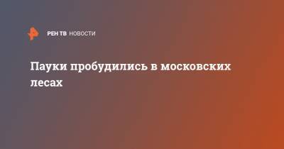 Пауки пробудились в московских лесах - ren.tv - Москва