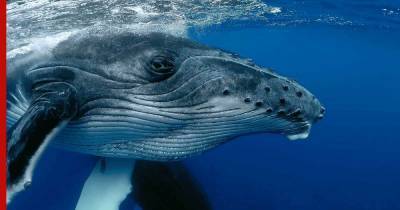 Биологи раскрыли настоящую причину огромного мозга у китов и дельфинов - profile.ru